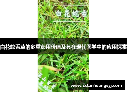 白花蛇舌草的多重药用价值及其在现代医学中的应用探索